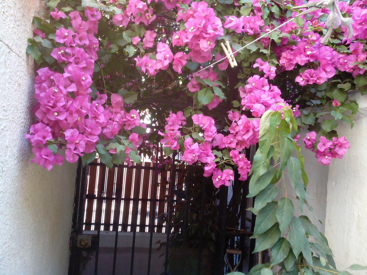 Bed and Breakfast Alojamiento Alberto Magno Santiago de Chile Exterior foto